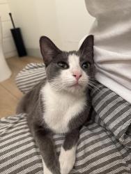Reunited Unknown Cat last seen Apache and Monaco, Anaheim, CA 92808