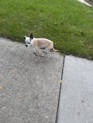 Lost Female Dog last seen Frost Elementary school, Mount Prospect, IL 60056