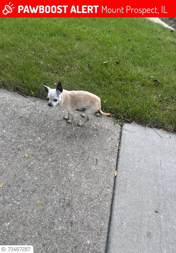 Lost Female Dog last seen Frost Elementary school, Mount Prospect, IL 60056