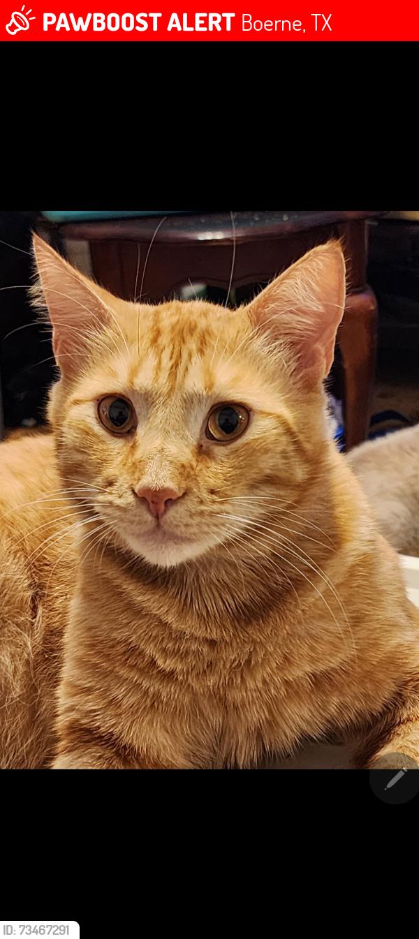 Lost Male Cat last seen Grahamst, Boerne, TX 78006