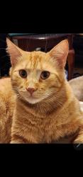 Lost Male Cat last seen Grahamst, Boerne, TX 78006