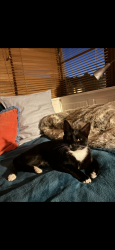 Lost Female Cat last seen Henrietta Street, Easton, England BS5 6HU