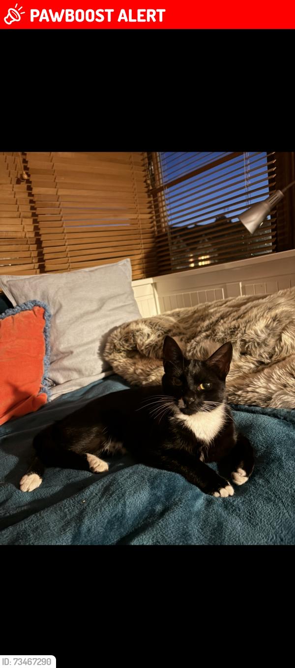 Lost Female Cat last seen Henrietta Street, Easton, England BS5 6HU