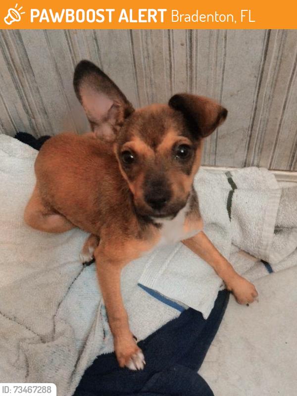 Found/Stray Male Dog last seen 60th Ave Terr W and 7th St Ct W, Bradenton, FL 34207