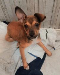 Found/Stray Male Dog last seen 60th Ave Terr W and 7th St Ct W, Bradenton, FL 34207
