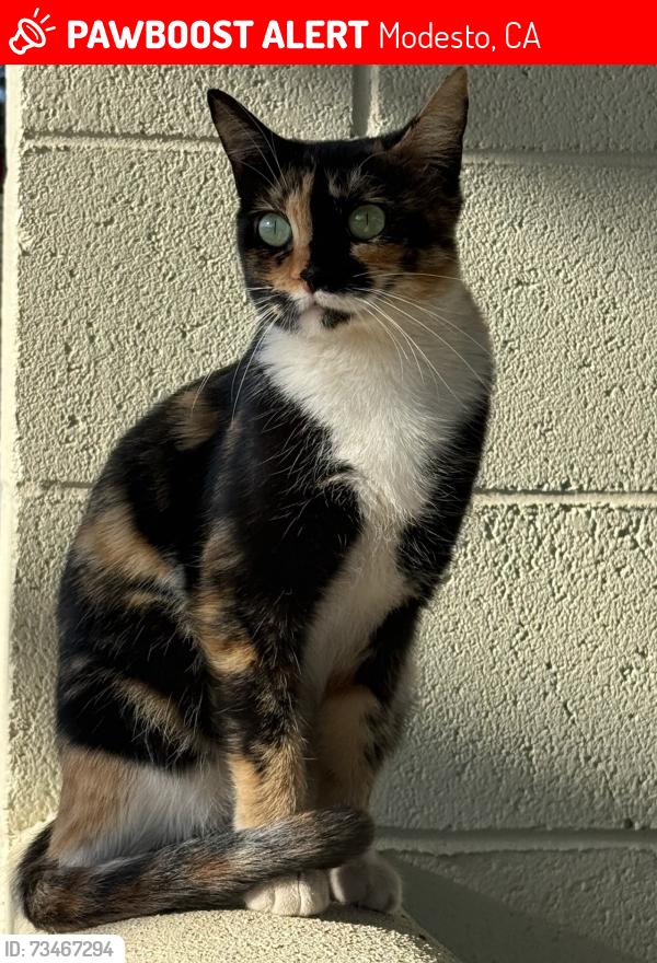Lost Female Cat last seen Modesto DMV, Modesto, CA 95354