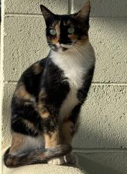 Lost Female Cat last seen Modesto DMV, Modesto, CA 95354
