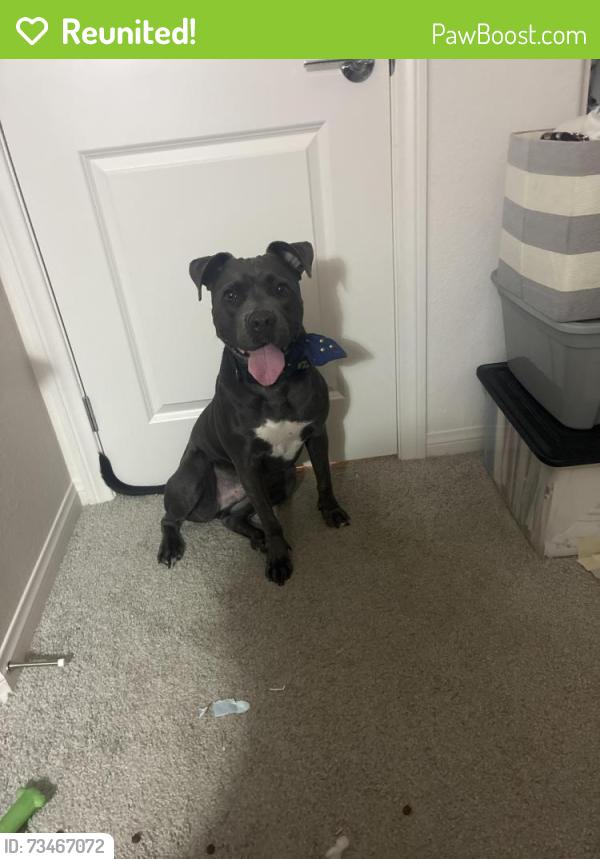 Reunited Male Dog last seen Watercolor Community, North Las Vegas, NV 89086