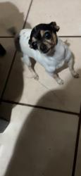 Reunited Female Dog last seen W Garnet Gable Ave Las Vegas NV, Las Vegas, NV 89106