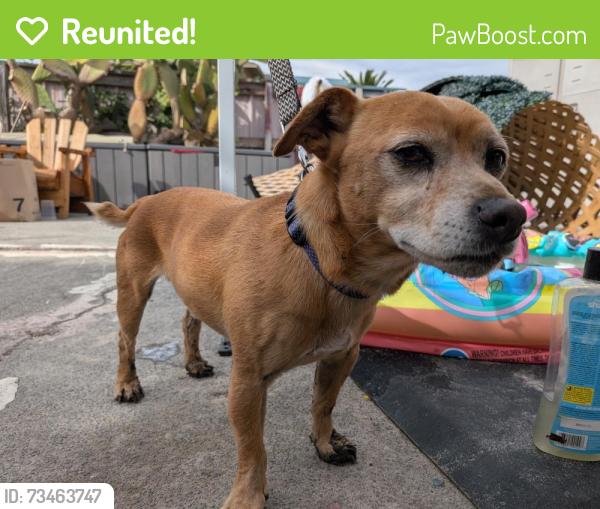 Reunited Male Dog last seen Petaluma hill rd, Santa Rosa, CA 95401