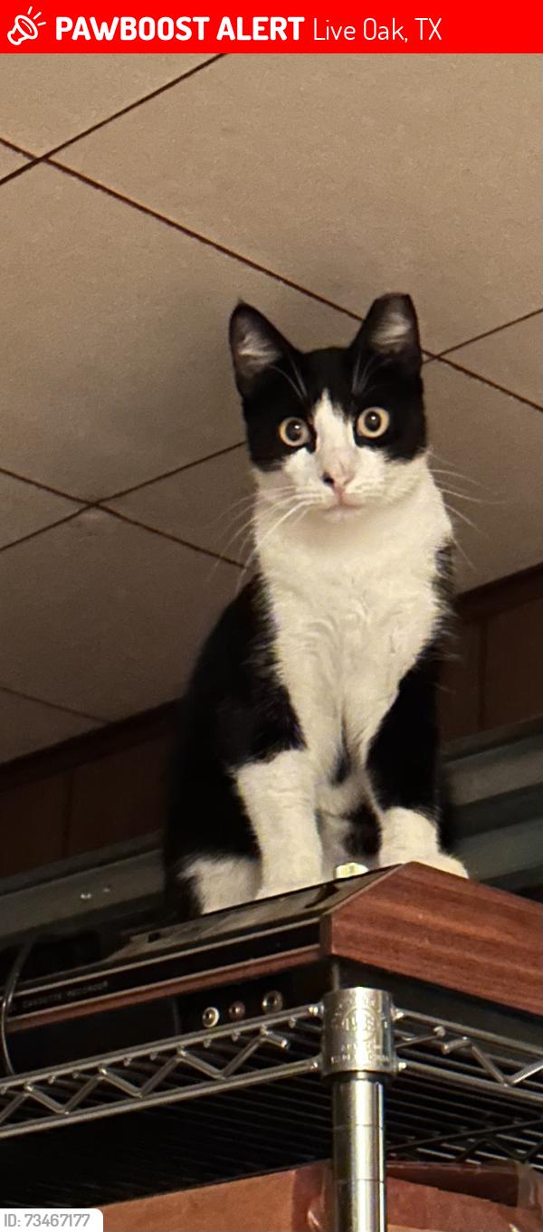Lost Male Cat last seen Welcome Dr. and Sandy Oaks St, Live Oak, TX 78233