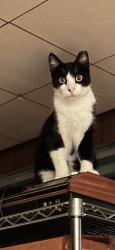 Lost Male Cat last seen Welcome Dr. and Sandy Oaks St, Live Oak, TX 78233