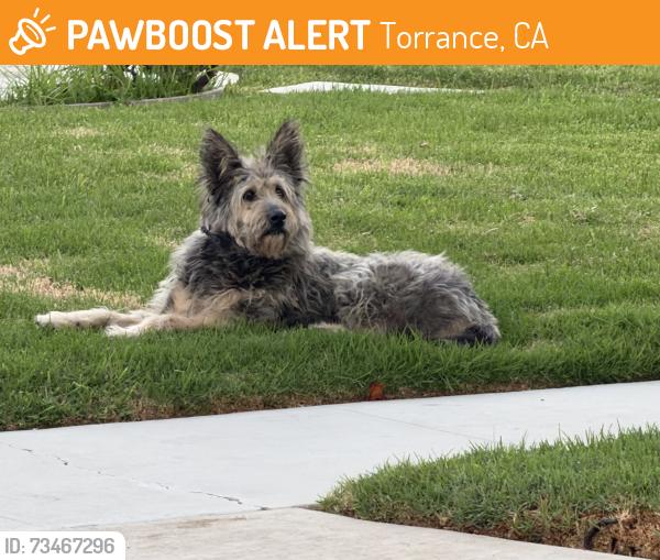 Found/Stray Unknown Dog last seen Calle Mayor, Torrance, CA 90505