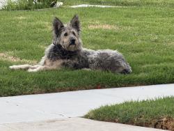 Found/Stray Unknown Dog last seen Calle Mayor, Torrance, CA 90505