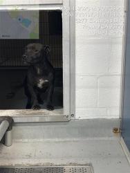 Shelter Stray Female Dog last seen Near BLOCK W SUSSEX WAY FRESNO CA 93705, 5277 E Airways Blvd, Fresno, CA 93727, USA