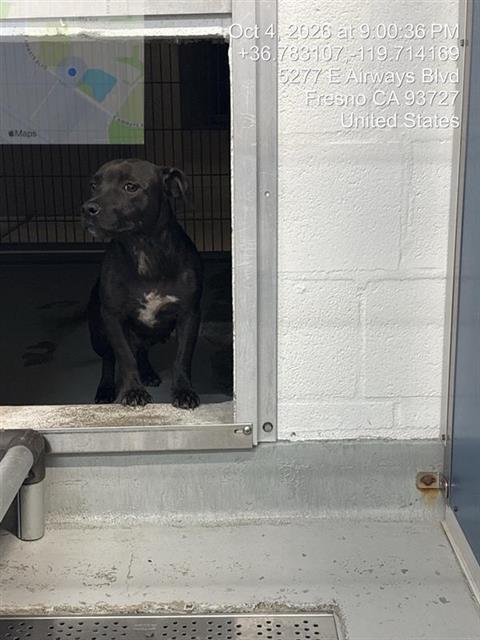 Shelter Stray Female Dog last seen Near BLOCK W SUSSEX WAY FRESNO CA 93705, 5277 E Airways Blvd, Fresno, CA 93727, USA