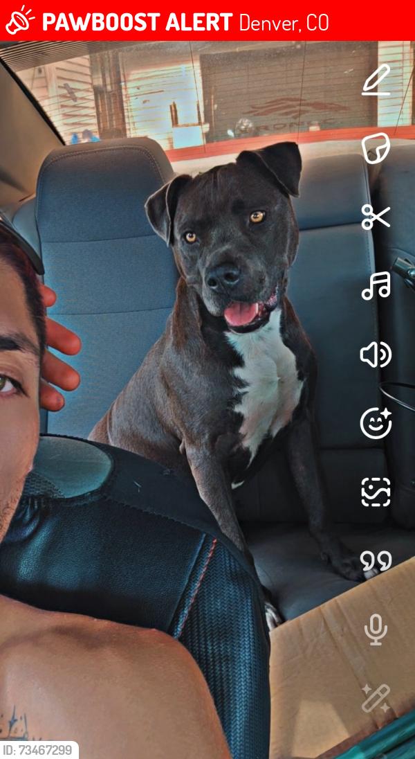 Lost Female Dog last seen Athmar neighborhood, Denver, CO 80219