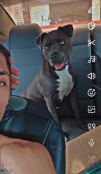 Lost Female Dog last seen Athmar neighborhood, Denver, CO 80219