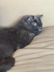 Reunited Female Cat last seen Big Bend road and sunset sunset apmts, Waukesha, WI 53189