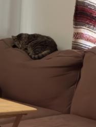 Lost Female Cat last seen Alex Cooper Park, Statesville, NC 28677