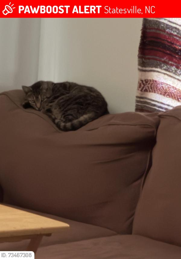 Lost Female Cat last seen Alex Cooper Park, Statesville, NC 28677