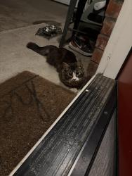 Found/Stray Unknown Cat last seen E Campton st., West Covina, CA 91792