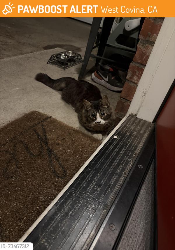 Found/Stray Unknown Cat last seen E Campton st., West Covina, CA 91792