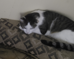 Reunited Male Cat last seen Locust and 5th, Columbia, PA 17512