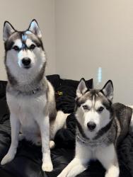 Lost Male Dog last seen Bunny trail, Killeen, TX 76549