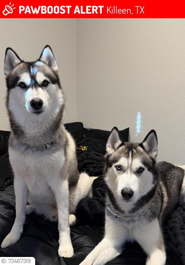 Lost Male Dog last seen Bunny trail, Killeen, TX 76549