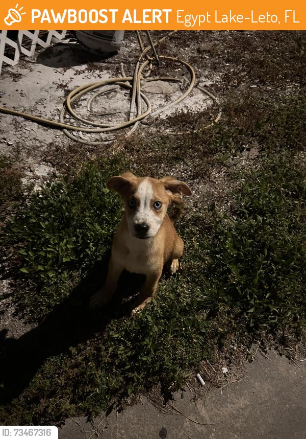 Found/Stray Male Dog last seen arrawana, Egypt Lake-Leto, FL 33614