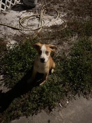 Found/Stray Male Dog last seen arrawana, Egypt Lake-Leto, FL 33614