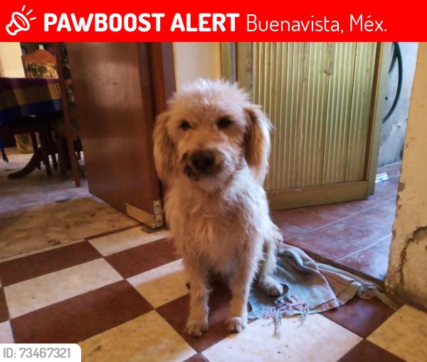 Lost Male Dog last seen La calle moneda, Buenavista, Méx. 54957
