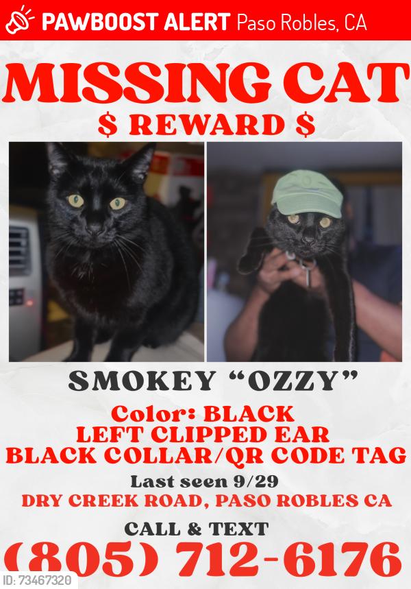 Lost Male Cat last seen Airport road, Paso Robles, CA 93446