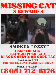 Lost Male Cat last seen Airport road, Paso Robles, CA 93446
