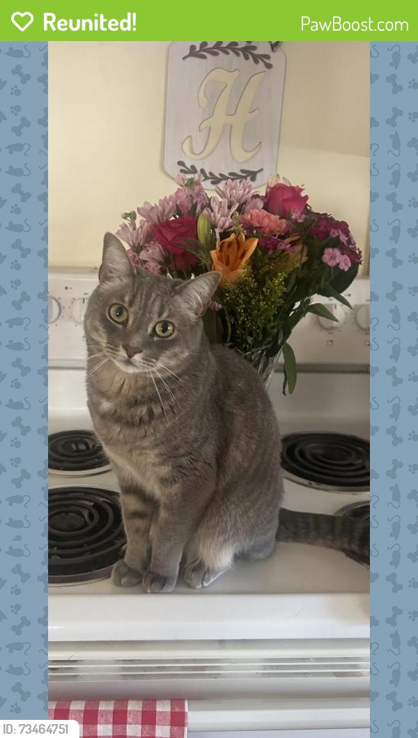 Reunited Male Cat last seen Intersection at School St and Tremont St, Salem, MA 01970