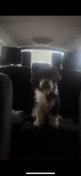 Found/Stray Male Dog last seen Lafourche Curran, New Orleans, LA 70127