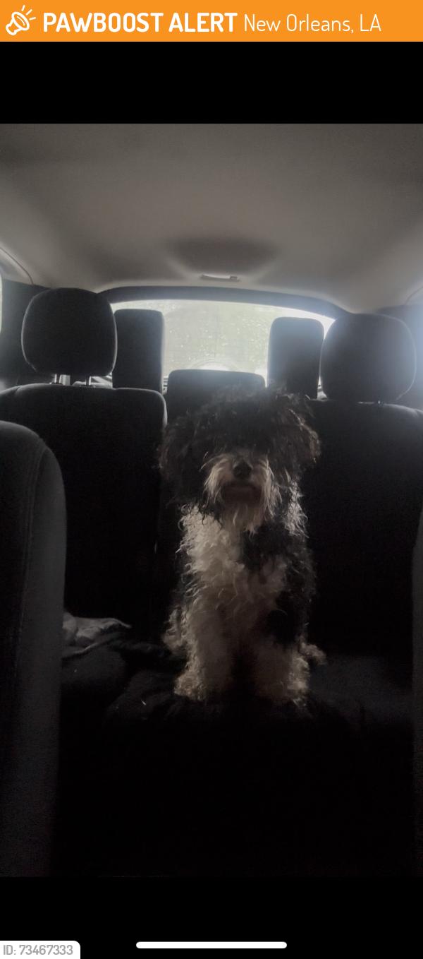 Found/Stray Male Dog last seen Lafourche Curran, New Orleans, LA 70127