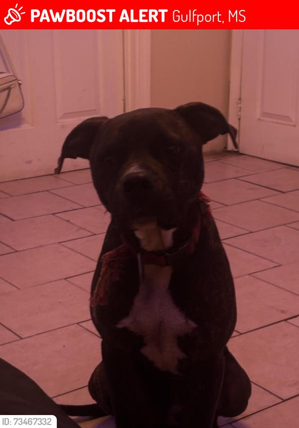 Lost Male Dog last seen Near 31st Ave, Gulfport, MS 39501