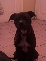 Lost Male Dog last seen Near 31st Ave, Gulfport, MS 39501