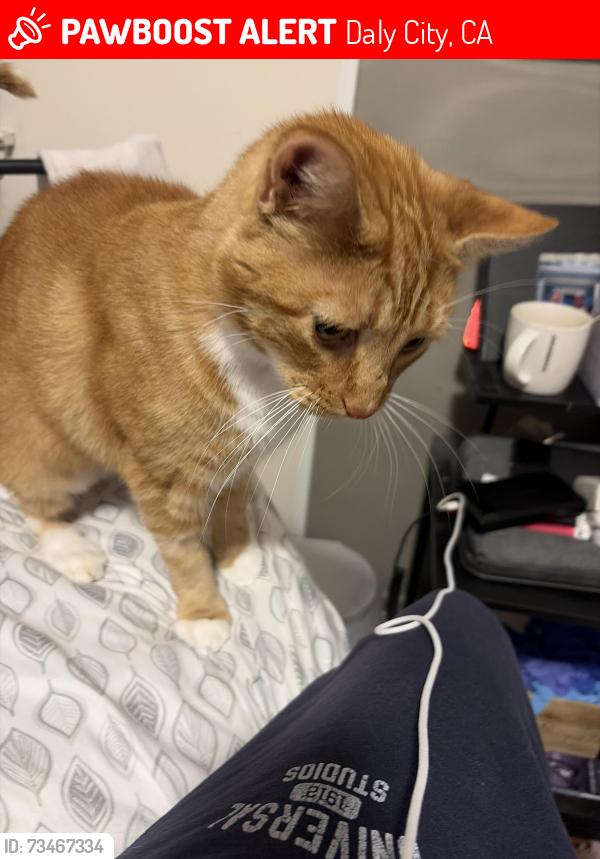 Lost Male Cat last seen Windsor drive, Daly City, CA 94015