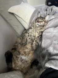 Reunited Male Cat last seen by lumber lane/ roe green, Worsley, England 
