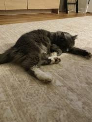 Reunited Male Cat last seen N Ullman Street, Appleton, WI 54911