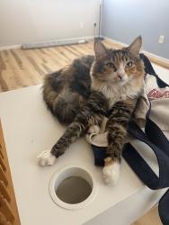 Lost Female Cat last seen Juniper and Seventh, Issaquah, WA 98027