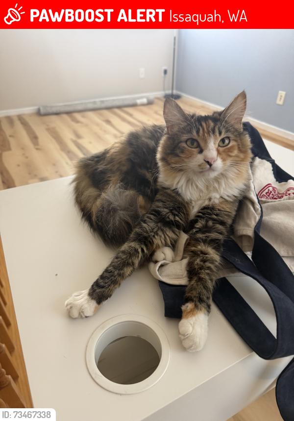 Lost Female Cat last seen Juniper and Seventh, Issaquah, WA 98027