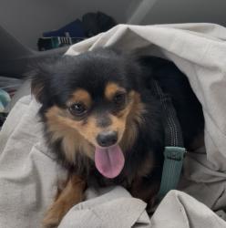 Lost Male Dog last seen Old Buncombe Rd. & Irene Cir., Greenville, SC 29617