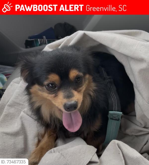 Lost Male Dog last seen Old Buncombe Rd. & Irene Cir., Greenville, SC 29617
