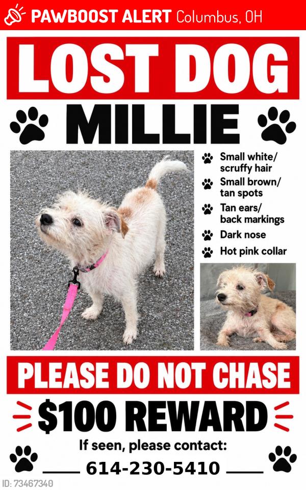 Lost Female Dog last seen Terrace Ave and GraceAve, Columbus, OH 43204