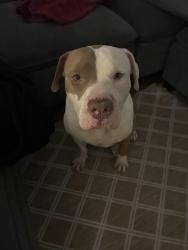 Found/Stray Male Dog last seen found him laying on staircase, San Antonio, TX 78216