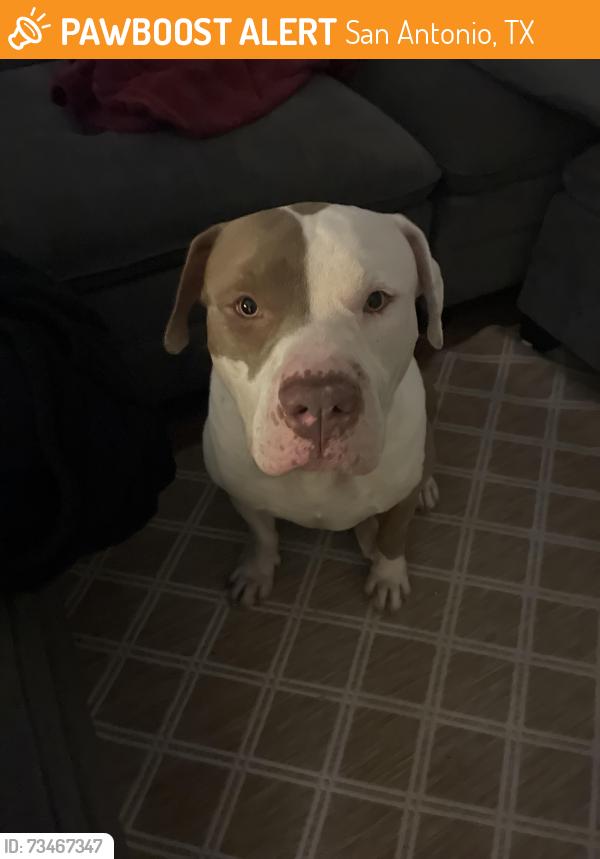 Found/Stray Male Dog last seen found him laying on staircase, San Antonio, TX 78216